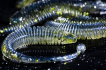 MOLIX SATOR WORM 2,5