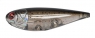 BONGA MINNOW 95 FT  BRD