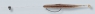 SPLIT SHOT GING