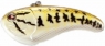 SEBILE FLATT SHAD 66 SK SNAGLESS  NBG